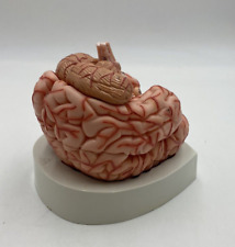 VINTAGE 3B Scientific Human Brain Model w/ Arteries 9pt C20 picture