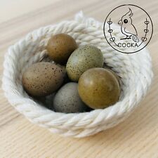 3 Button Quail Hatching Eggs (Fertile Rate Guarantee)  COCKA Shop picture