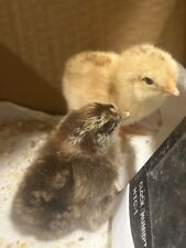 10+ Fertile Chicken Hatching Eggs silkie Mix Feathered babies picture